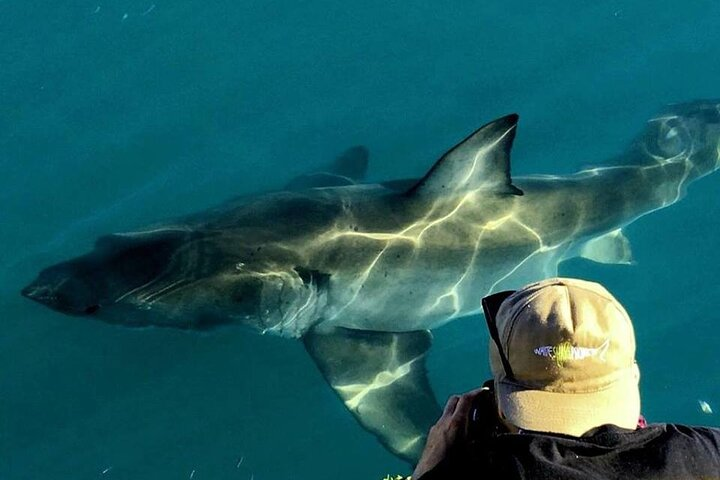 Shark Cage dive in Gansbaai see Bronze & Other, sometimes Great Whites - Photo 1 of 8